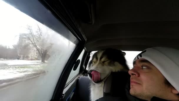 Люди с большой собакой маламут выходят на прогулку в машине и смотрят в окно. — стоковое видео