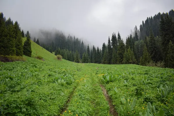 Abeto Verde Niebla — Foto de Stock