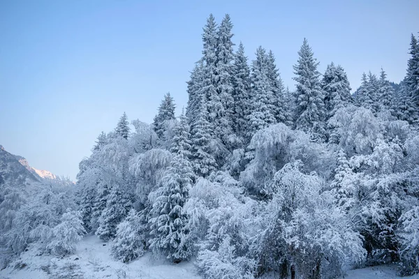 Árboles Cubiertos Nieve Desfiladero Big Almaty — Foto de Stock