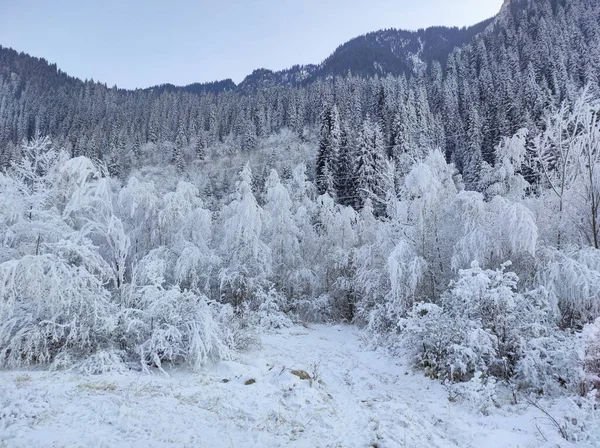 Árboles Cubiertos Nieve Desfiladero Big Almaty — Foto de Stock