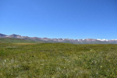 Assy yaylasında yeşil açıklık