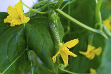 Çiçekli şirin küçük salatalık..