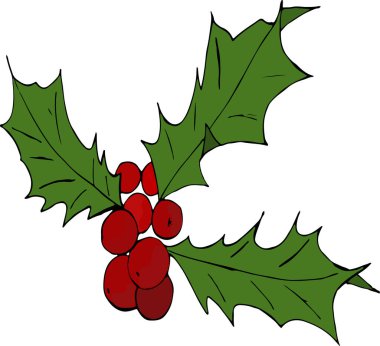 Noel Holly 'nin vektör illüstrasyonu. İzole edilmiş Noel illüstrasyon vektörü