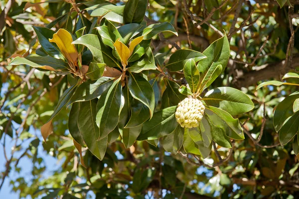 Magnolie im Park. Madrid, Spanien — Stockfoto