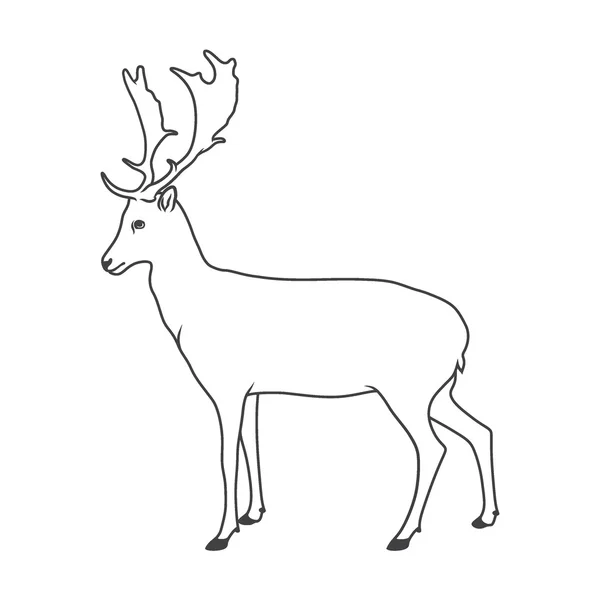 Noble deer vector — Stock Vector