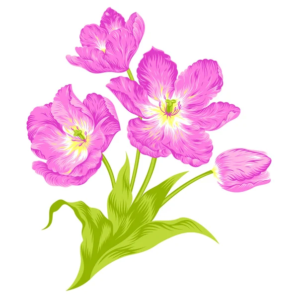 Tulips bouquet — Stock Vector