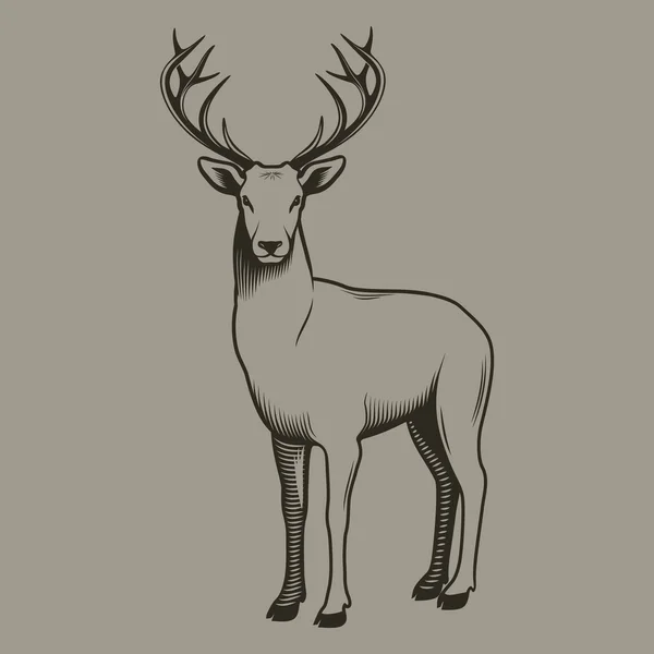 Cerfs — Image vectorielle