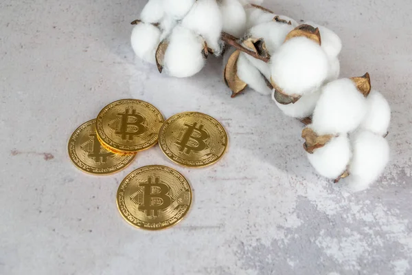 Bitcoin obok bawełny roślin towarowych handlu. Zdjęcie Stockowe