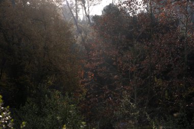 Altın güneş ışığıyla ağaçlanmış orman ağaçları. Güneşin ışınları ormanın mistik bir görüntüsüyle sisi delip geçiyor..