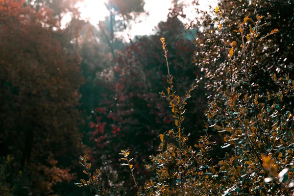 Floresta Arborizada Com Luz Solar Dourada Raios Sol Rompendo Nevoeiro — Fotografia de Stock