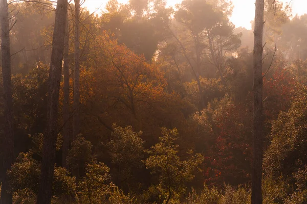 Δάση Χρυσαφί Ήλιο Ακτίνες Του Ήλιου Διαπερνούν Την Ομίχλη Μια — Φωτογραφία Αρχείου