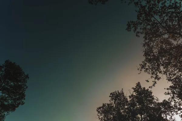 Bosques Arbolados Con Luz Dorada Rayos Del Sol Rompiendo Niebla — Foto de Stock