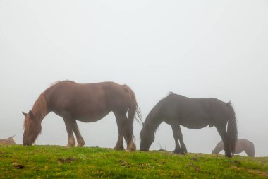Dağlardaki atlar sis gününde yeşil çim otlatırlar. Asturias havası. Doğa geçmişi. Tepelerde otlayan atlar, arka planda güzel dağların manzarası. Tepelerde otlayan at sürüsü