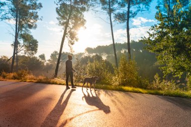 Genç yakışıklı adam sonbaharda sabah güneşiyle köpeğini dolaştırıyor. Arkadaşlık ve hayvani aşk kavramı. Güneş, sıcak ve uzun gölgeler.