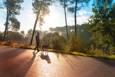 Genç yakışıklı adam sonbaharda sabah güneşiyle köpeğini dolaştırıyor. Arkadaşlık ve hayvani aşk kavramı. Güneş, sıcak ve uzun gölgeler.