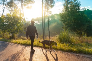 Genç yakışıklı adam sonbaharda sabah güneşiyle köpeğini dolaştırıyor. Arkadaşlık ve hayvani aşk kavramı. Güneş, sıcak ve uzun gölgeler.