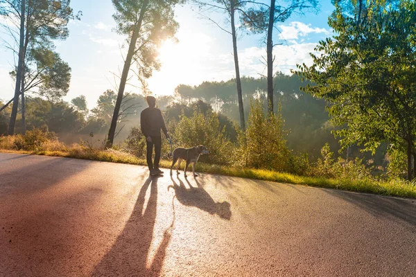 Jovem Homem Bonito Caminhando Seu Cão Natureza Com Raios Manhã — Fotografia de Stock