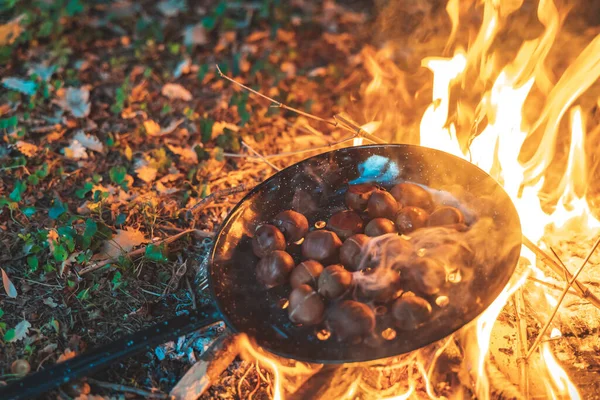Cooking chestnuts in autumn camp fire during sunset. A warm and cozy campfire in the wilderness with forest, wood wild seats and trees silhouetted in the background.