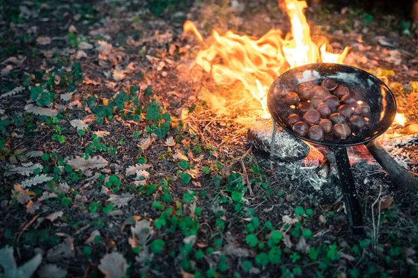Sonbahar kamp ateşinde gün batımında kestane pişirmek. Orman, orman, vahşi koltuklar ve arka planda silueti olan sıcak ve samimi bir kamp ateşi..