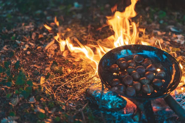 Cooking chestnuts in autumn camp fire during sunset. A warm and cozy campfire in the wilderness with forest, wood wild seats and trees silhouetted in the background.