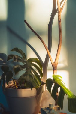 Büyük yapraklı, sabah güneşli, modaya uygun bir canavar bitkisi. Sonbahar konsepti.