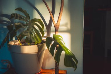 Büyük yapraklı, sabah güneşli, modaya uygun bir canavar bitkisi. Sonbahar konsepti.