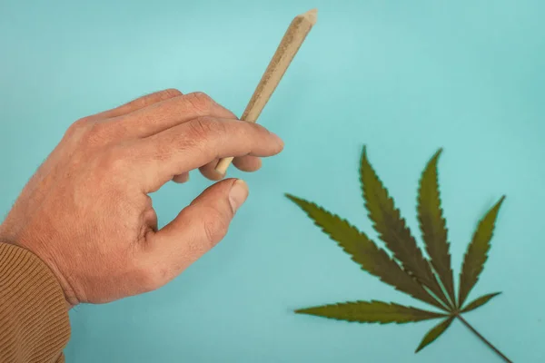 Hand Med Förvalsade Cbd Medicinsk Marijuana Och Hampa Blad Blå — Stockfoto