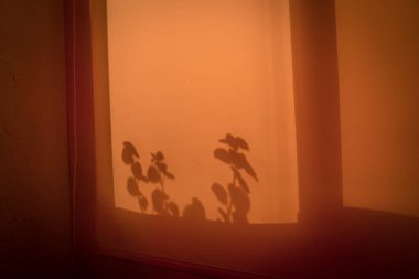 Yaprakların soyut gölgesi ve sabah güneşinde pencere perdesi dokusundan bitki örtüsü.