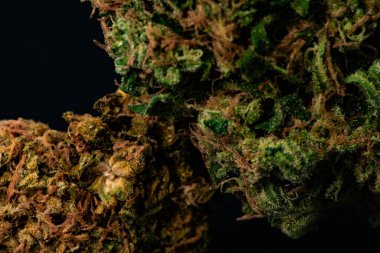 Tıbbi marihuana çiçeğini kapatın. Dispanser menüsü için CBD esrar tomurcuk fotoğrafçılığı. Tıbbi marihuana türü. Ot tomurcuğu, ot çiçeği siyah arka planda.