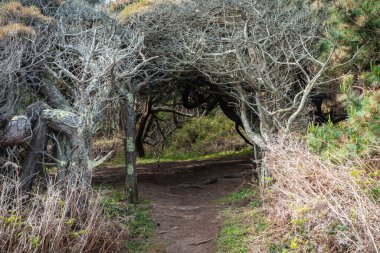 Vahşi bir ormanda tünel yolu. Güneş ışığı orman dağı. Güzel doğal manzara.