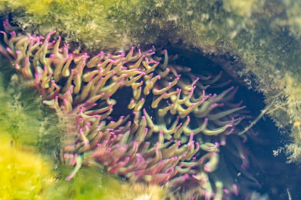 Felsen Und Korallen Ozean Rosafarbene Und Orangefarbene Meerespflanzen Sommerliche Stimmung — Stockfoto