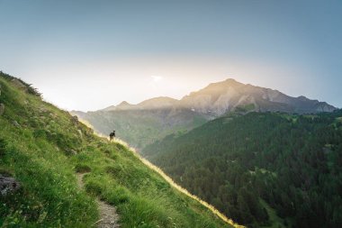 Genç adam yeşil bir dağın tepesinde gün batımında muhteşem manzara manzarasının tadını çıkarıyor. Cennet çim dağı. Yaşam tarzı rahatlama ve özgürlük. Doğa kavramının güzelliği.