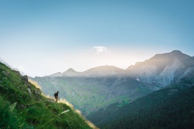 Genç adam yeşil bir dağın tepesinde gün batımında muhteşem manzara manzarasının tadını çıkarıyor. Cennet çim dağı. Yaşam tarzı rahatlama ve özgürlük. Doğa kavramının güzelliği.