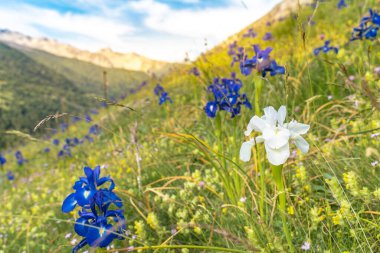 Yeşil yüksek dağ çayırındaki diğer mavi zambakların yanında beyaz zambak. Farklı bir konsept. Doğanın güzelliği.