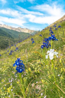 Yeşil yüksek dağ çayırındaki diğer mavi zambakların yanında beyaz zambak. Farklı bir konsept. Doğanın güzelliği.