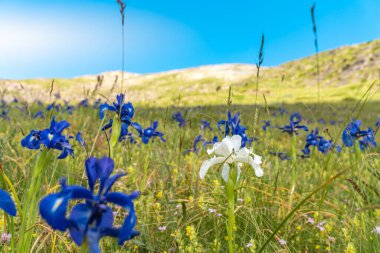 Yeşil yüksek dağ çayırındaki diğer mavi zambakların yanında beyaz zambak. Farklı bir konsept. Doğanın güzelliği.