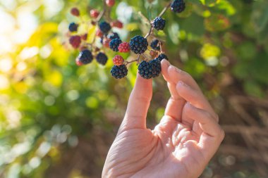 Ormandaki çalılardan böğürtlen toplayan bir kadın. Kendi yiyecek kavramını geliştir..