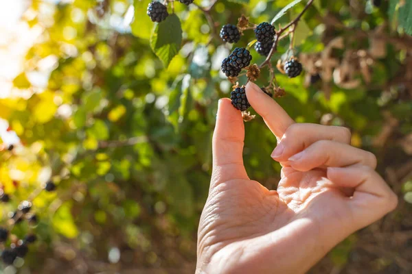 Woman Hand Grabbing Blackberries Brambles Forest Grow Your Own Food — Stock Photo, Image