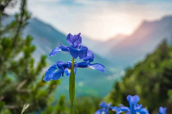 Mooie Wilde Blauwe Bloem Groene Hoge Bergweide Met Zonsondergang Achter — Stockfoto