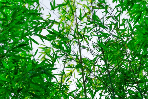 Sonbahar Manzara Ormanı Bambu Yapraklı Altın Ağaçlar Ahşap Kavramı — Stok fotoğraf