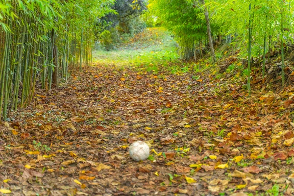 Ball in the middle of an autumn landscape forest. Bamboo and golden trees background with leaves. Wood concept.