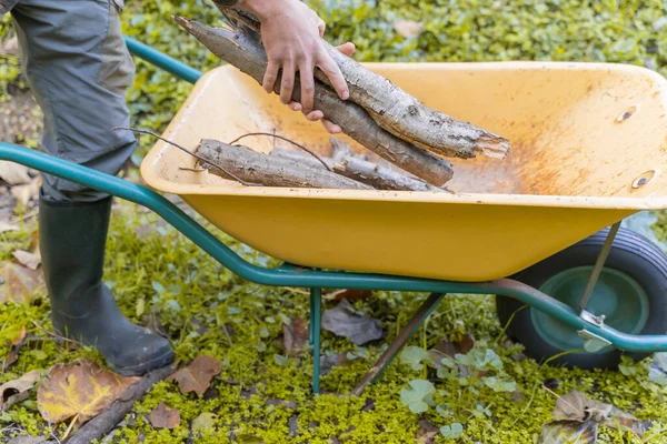 Mann Bewegt Baumstämme Auf Seiner Gelben Schubkarre Holzfäller Holzfäller Mit — Stockfoto