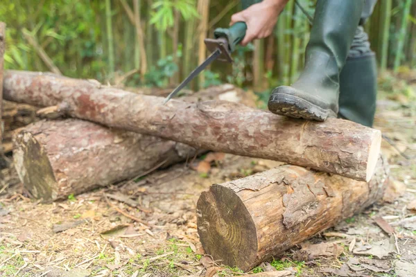 Homem Lenhador Cortando Com Serra Elétrica Movimentos Serras Woodcutter Árvore — Fotografia de Stock