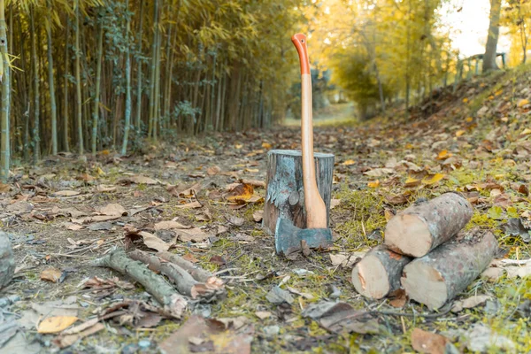 Blieb Baumstumpf Stecken Holzstumpf Wald Gefällter Baum Holzfällerbeil Auf Dem — Stockfoto