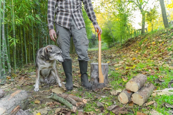 Hombre Cortando Con Hacha Con Perro Polvo Movimientos Sierra Madera — Foto de Stock