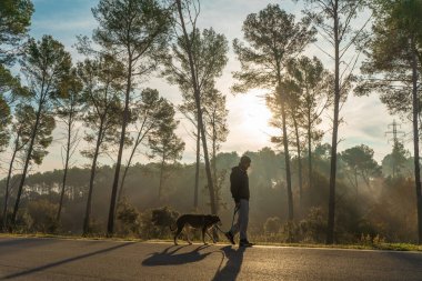 Genç adam köpeğiyle doğada eğleniyor. Güneş ışınlarıyla, sıcak ve uzun gölgelerle. Arkadaşlık ve hayvani aşk kavramı.