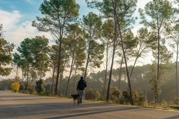 Genç adam köpeğiyle doğada eğleniyor. Güneş ışınlarıyla, sıcak ve uzun gölgelerle. Arkadaşlık ve hayvani aşk kavramı.