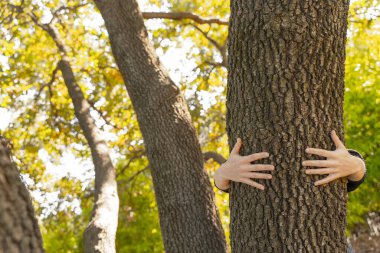 Ağacı bulanık doğa arka planında güneş ışığıyla tutan eller. Eko Dünya Günü konsepti. Çevre dostu. Gezegeni kurtar.