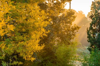 Renkli ağaçlarla dolu güzel sonbahar dağ manzarası, doğal dış seyahat arka planı. Sonbahar kavramı. 