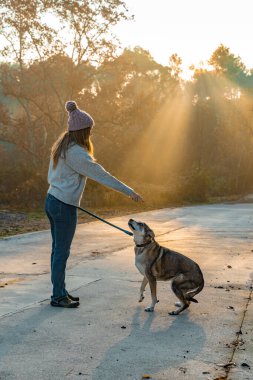 Genç bir kadın köpeğini sabah güneşinin ışınları, sıcak ve uzun gölgelerle doğada gezdirip eğitiyor. Arkadaşlık ve hayvani aşk kavramı. Sonbahar manzarası.